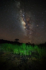 Milky Way and silhouette of tree at Phu Hin Rong Kla National Pa