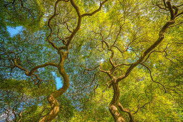 Underneath a Japanese Maple Tree looking up 