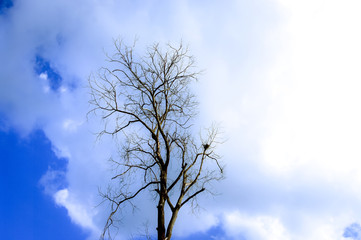 Dried tree with clouds in blue sky background