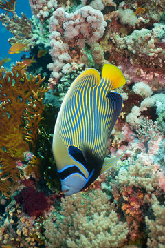 Imperator Kaiserfisch