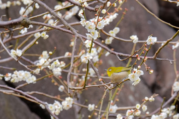 梅とウグイス（メジロ）