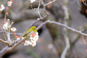 梅とウグイス（メジロ）