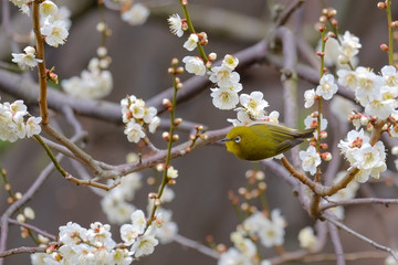 梅とウグイス（メジロ）