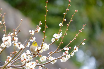 梅とウグイス（メジロ）