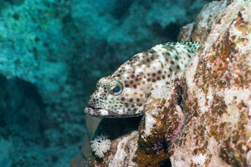 Braunflecken Zackenbarsch