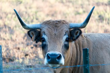 Vache de race Aubrac.