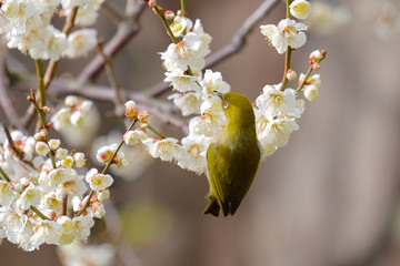 梅とウグイス（メジロ）