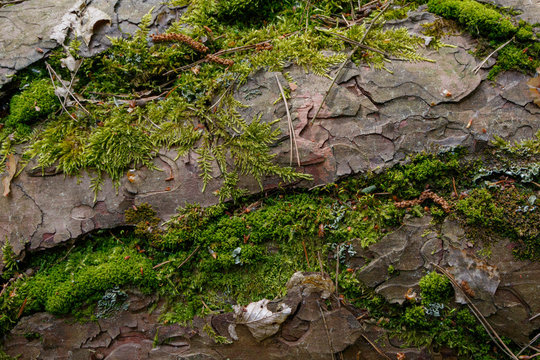 Pine tree bark with some species of moss