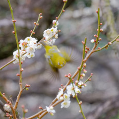 梅とウグイス（メジロ）