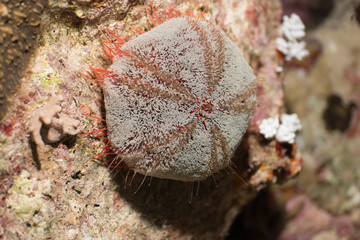 Pfaffenhut Seeigel
