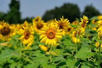 Sunflowers in the field