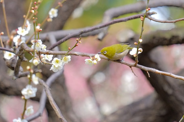 梅とウグイス（メジロ）