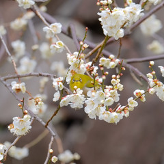 梅とウグイス（メジロ）