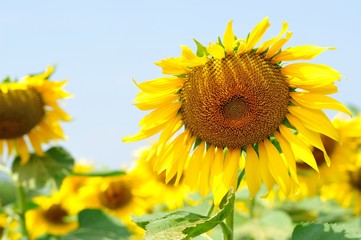 Sunflowers in the field with blue sky