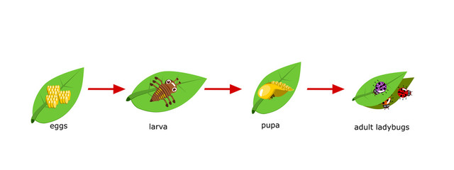 Naklejka premium Vector Cycle of ladybug for kids