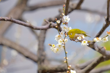 梅とウグイス（メジロ）