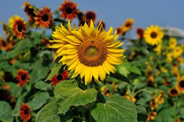 A beautiful sunflower field