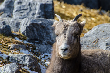 Obraz premium Ibex lounging on the ground 