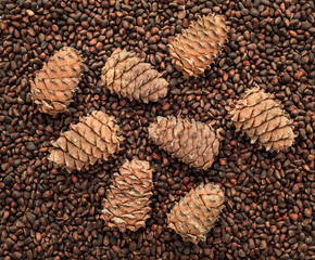 Pine nuts and cones.