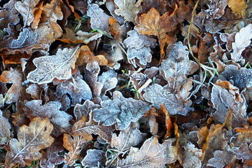 Frosty Leaf Texture 01