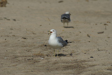 Seagull