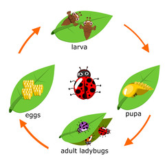 Naklejka premium Vector Cycle of ladybug for kids