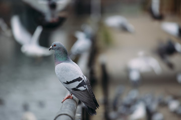 Pigeon sitting on a guardrail