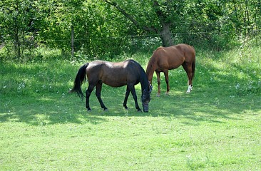 horses and farm