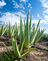 Aloe vera plantation on Furteventura