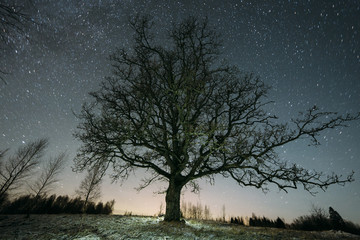 Fototapeta na wymiar Oak Tree at night with stars in the sky