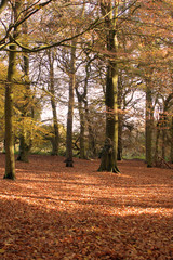 Autumn at Beacon Hill 01