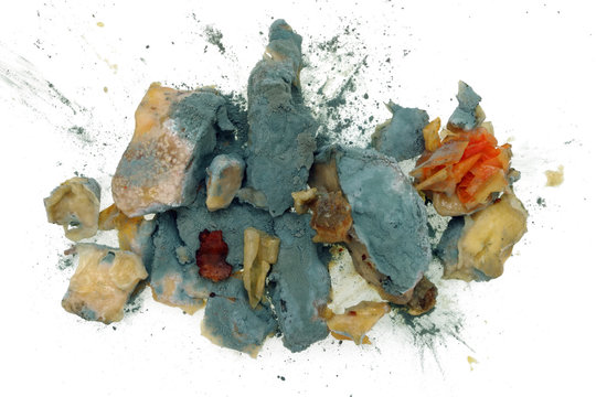 The blue food mold Penicillin