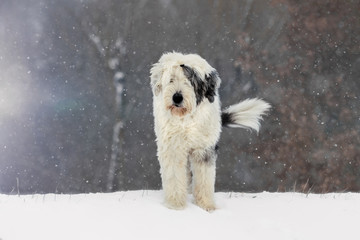 Bobtail mit M&uuml;tze