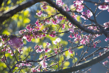 cherry blossom tree with green tree background