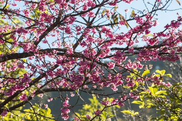 cherry blossom tree with green tree background