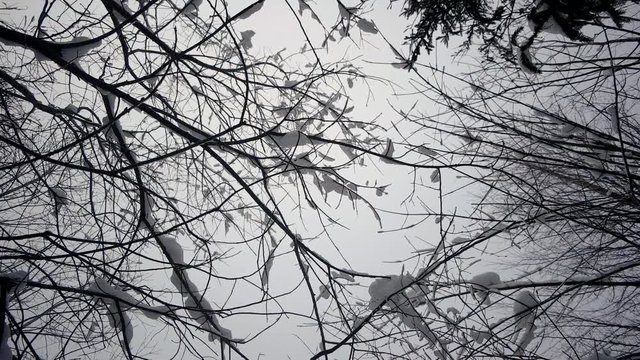 Smooth Motion Under Crones of Winter Trees Covered With Snow. View From the Bottom up