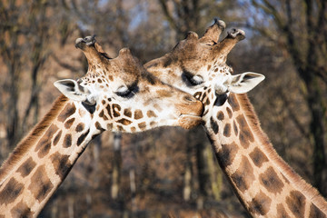due giraffe che si coccolano 
