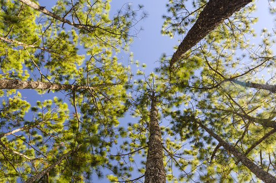 The trees in the pine forest against the blue sky