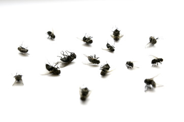 Dead Flies Insects Many Several with Legs in Air
