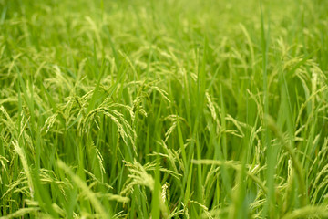 Fototapeta na wymiar Rice field in Thailand,food for life, the Green rice background
