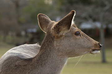奈良　鹿
