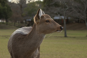 Fototapeta premium 奈良 鹿
