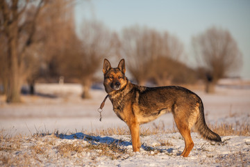 Deutscher Schäferhund im Schnee