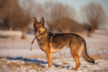 Deutscher Schäferhund im Schnee