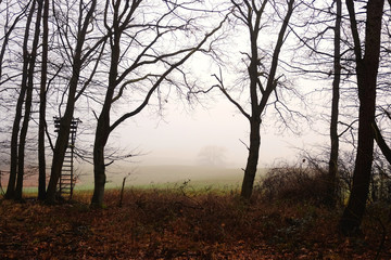 Fototapeta na wymiar Mecklenburgische Schweiz - Hügelige Landschaft im Nebel