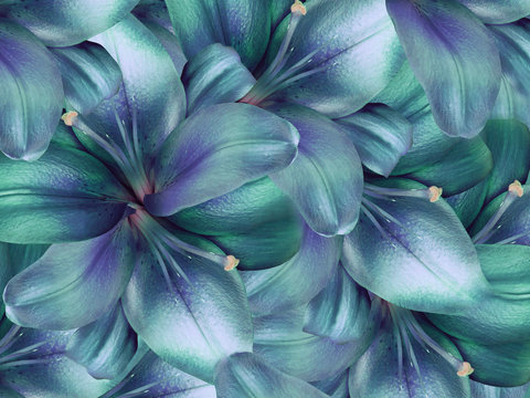 lily turquoise-blue flowers.  bright turquoise background. floral collage. flower composition. Nature.