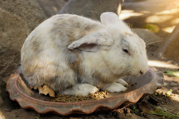 Fat fluffy bunny eating food
