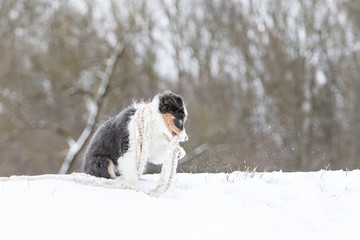 Border Collie Welpe spielt mit Schal im Schnee