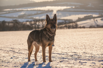 Deutscher Schäferhund im Schnee