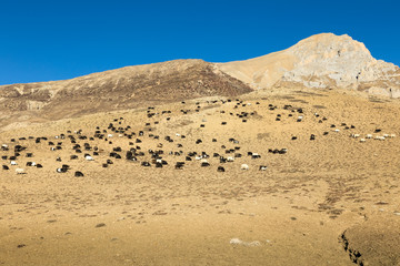 Fototapeta na wymiar herd of goats on the hillside